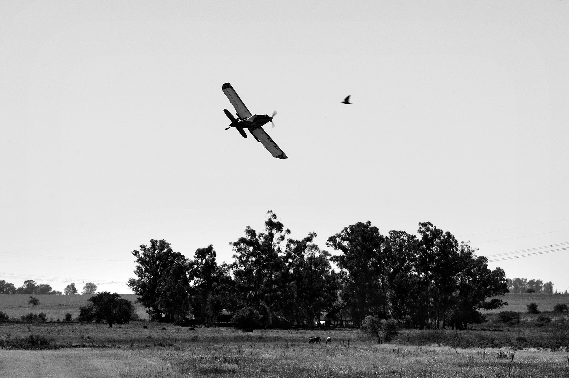 3/4/2015. San Salvador, Entre Ríos. Un avión de fumigación sobrevuela los cultivos.