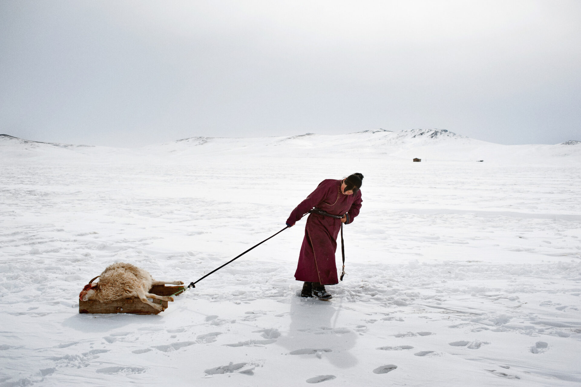 Mongolia, provincia de Arkhangay. Erdene Tuya, de 29 años, arrastra una oveja perdida por el dzud hasta un pequeño cementerio cercano a su yurta (ger). En la provincia mongola de Arkhangai, la familia Tsamba vive al límite, luchando contra los duros inviernos junto a su rebaño de ovejas. Las severas condiciones invernales, conocidas como dzud, han sido responsables de la muerte de la mitad del rebaño de la familia, que llegó a tener 2.000 ovejas, en los últimos tres inviernos. Recientemente, en busca de pastos más cálidos, los Tsambas se trasladaron desde la provincia de Bulgan, en el norte, a esta región cercana a un pueblo del centro de Mongolia llamado Ulziit.