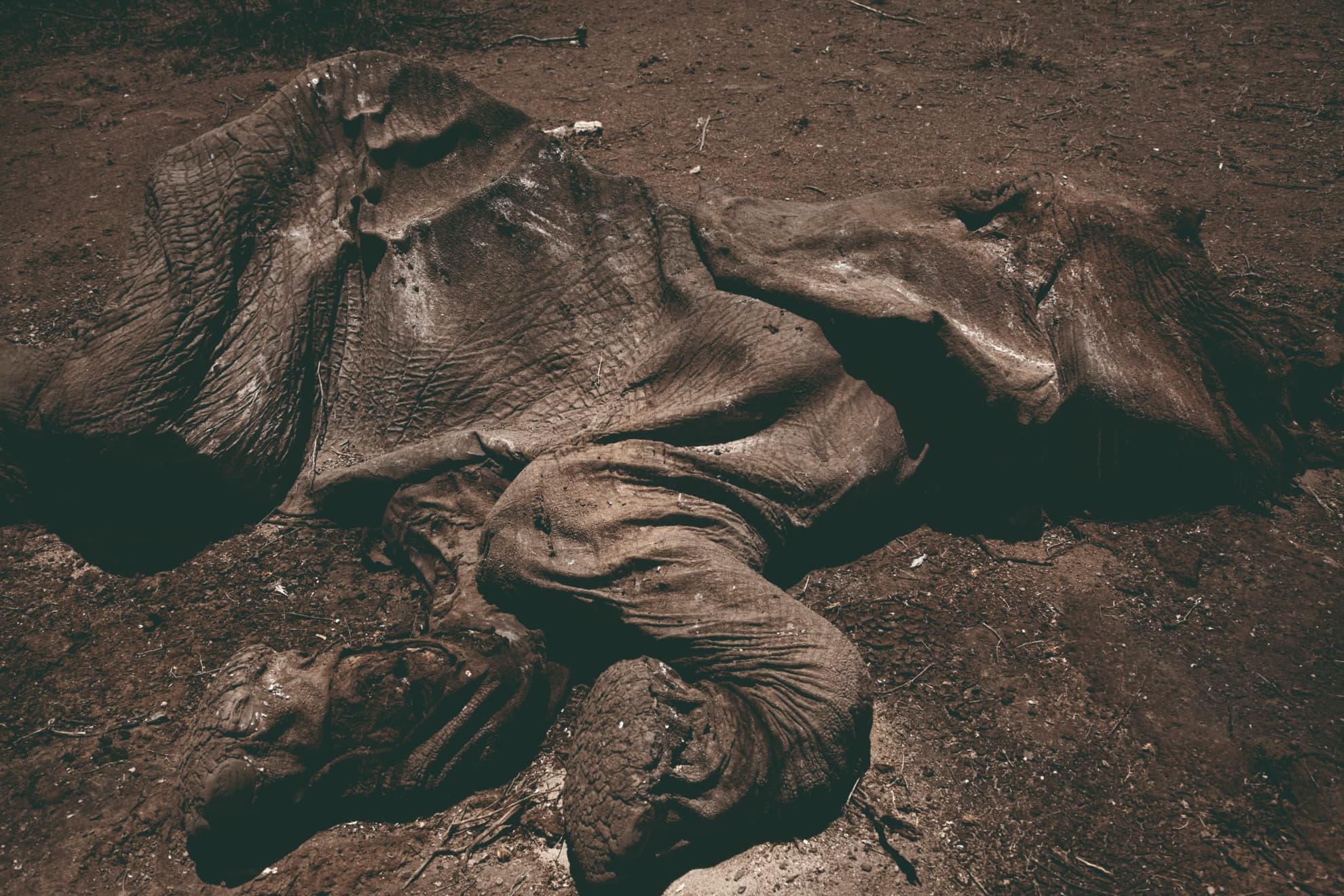 Cadáver de elefante en el Parque Nacional de Samburu, en la provincia Central de Kenia. Octubre de 2009.